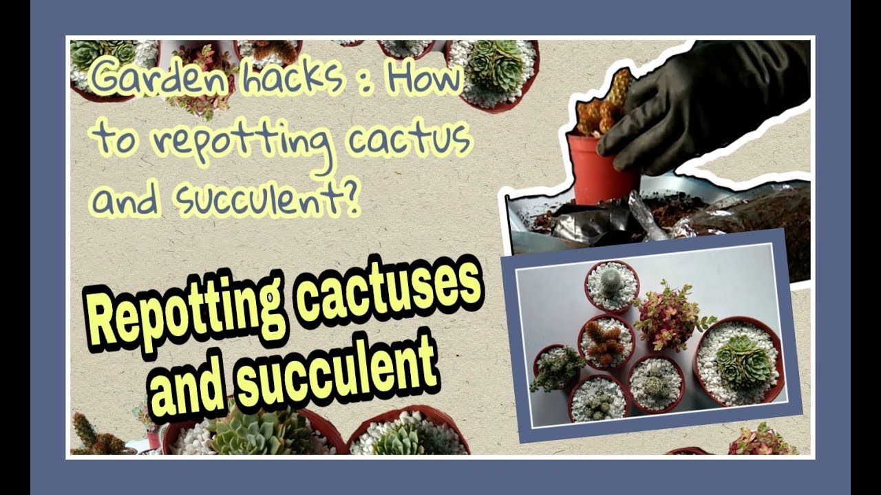 Garden hacks : How to repotting cactus and succulent? | Repotting cactuses & succulent