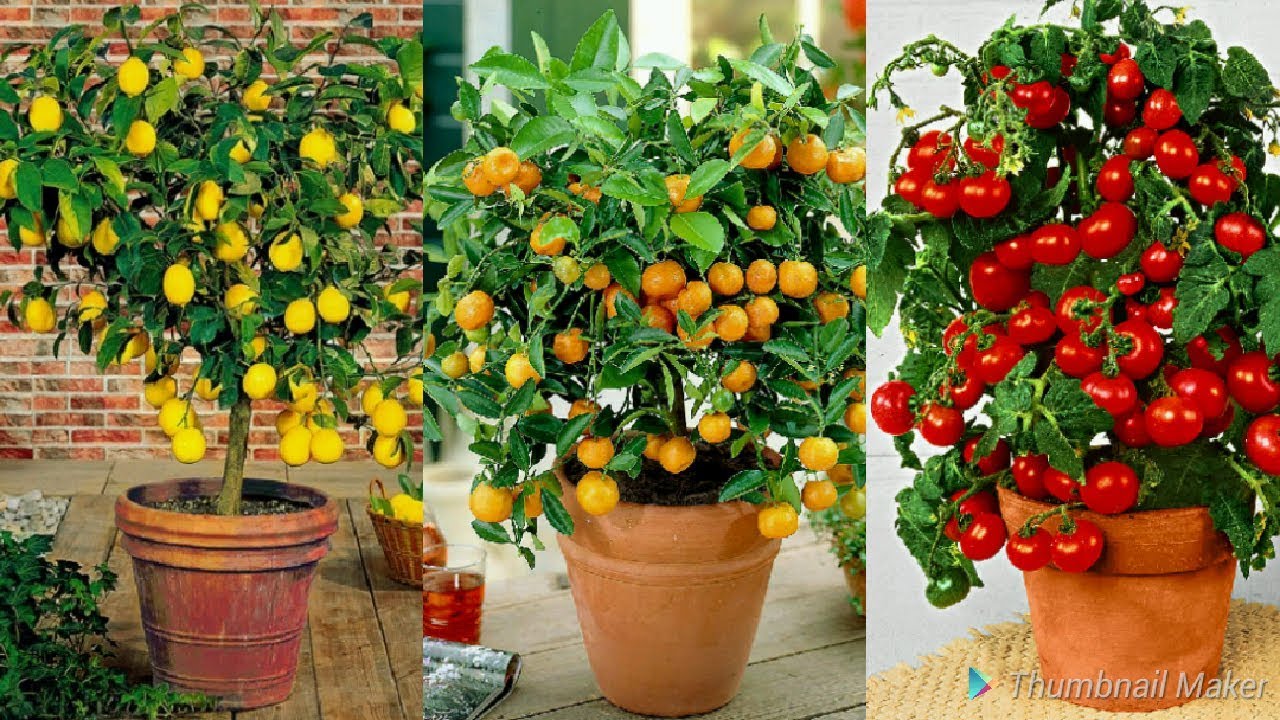 9 Edible Plants You Can Easily Grow Indoors