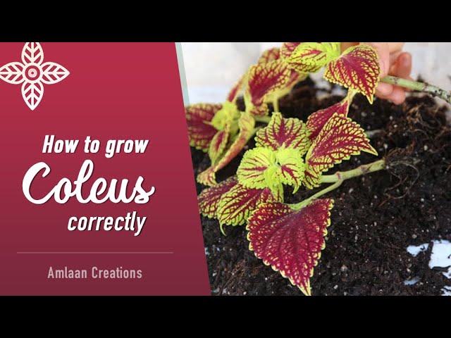 How to Grow Coleus Correctly | Start to Finish | Tips & Hacks | Gardening in February