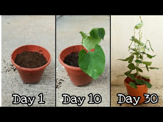 How To Grow Broad beans In Home Garden | Gardening Hacks And Tips