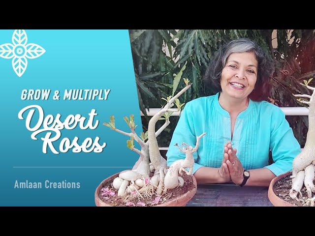 Grow & Multiply Adenium or Desert Roses | Tricks, Tips and Hacks | Gardening in February