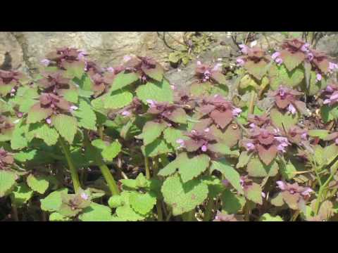 Flower Gardening Tips : How to Grow Dead Nettle (Lamium)