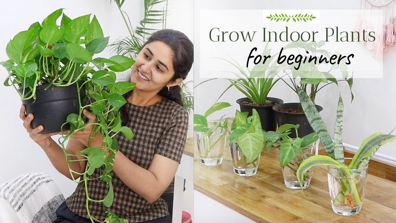 Grow with Me  Indoor Plants from Cuttings  | Ep 4