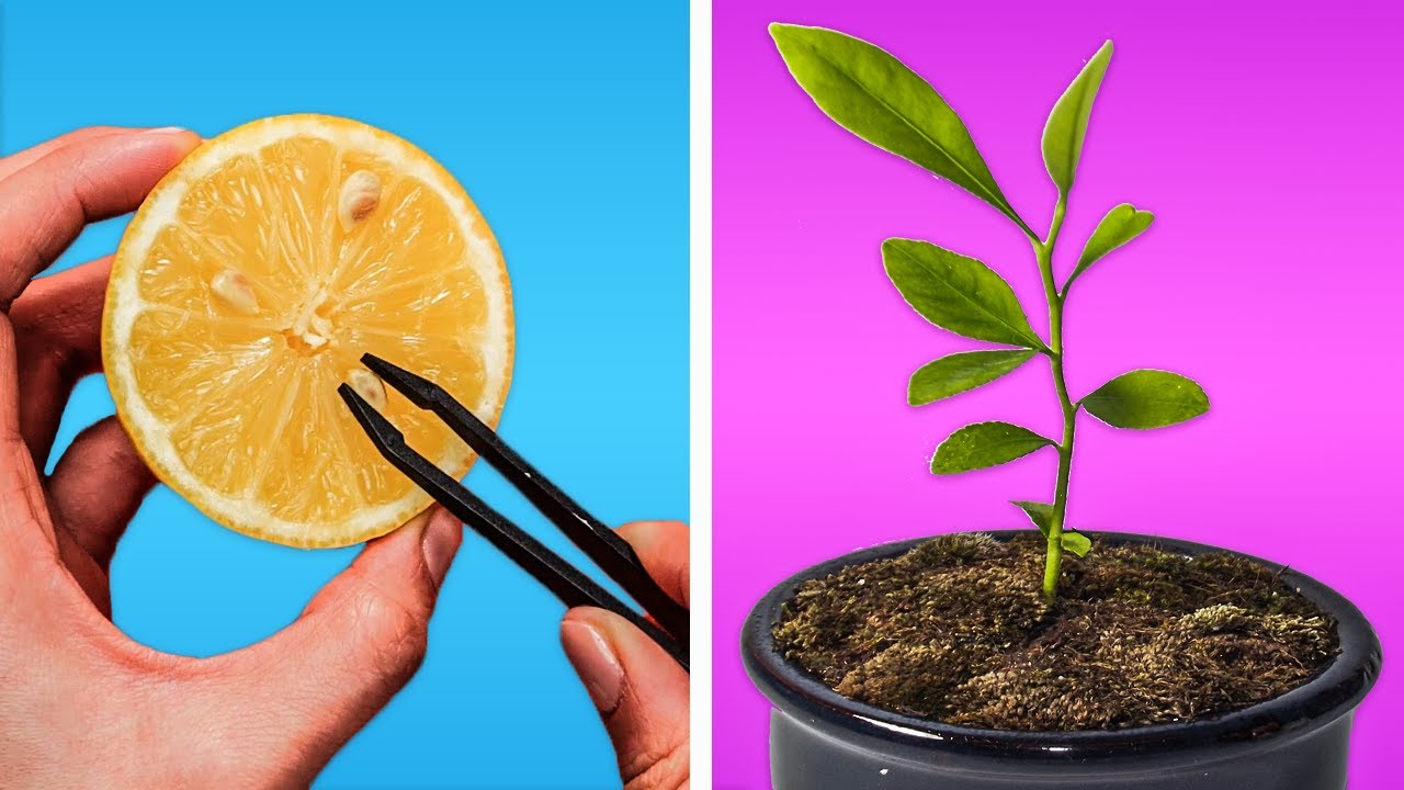 HOW TO GROW A LEMON TREE || REGROWING HACKS FOR YOUR PLANTS!
