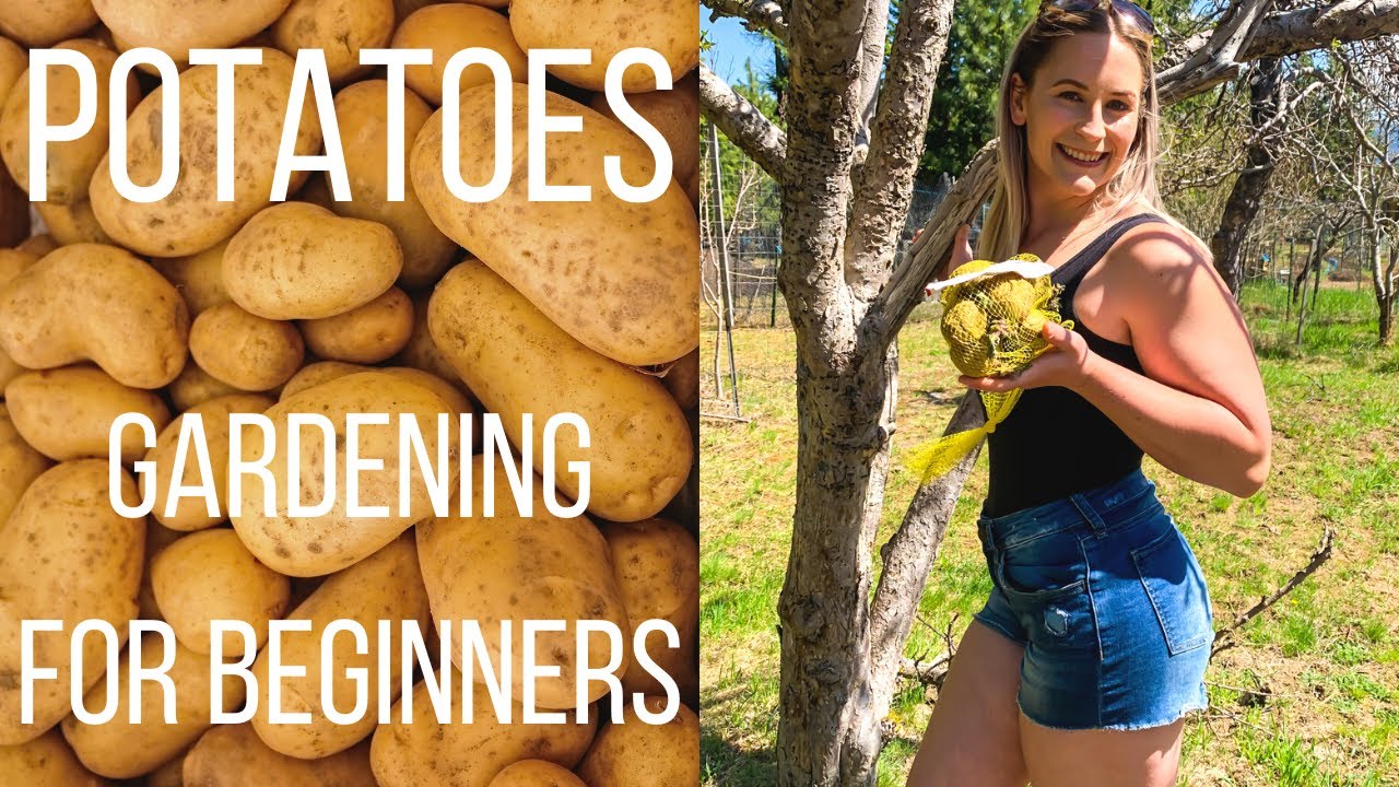 How To Grow Potatoes | Gardening For Beginners | Grow Potatoes In A Bucket