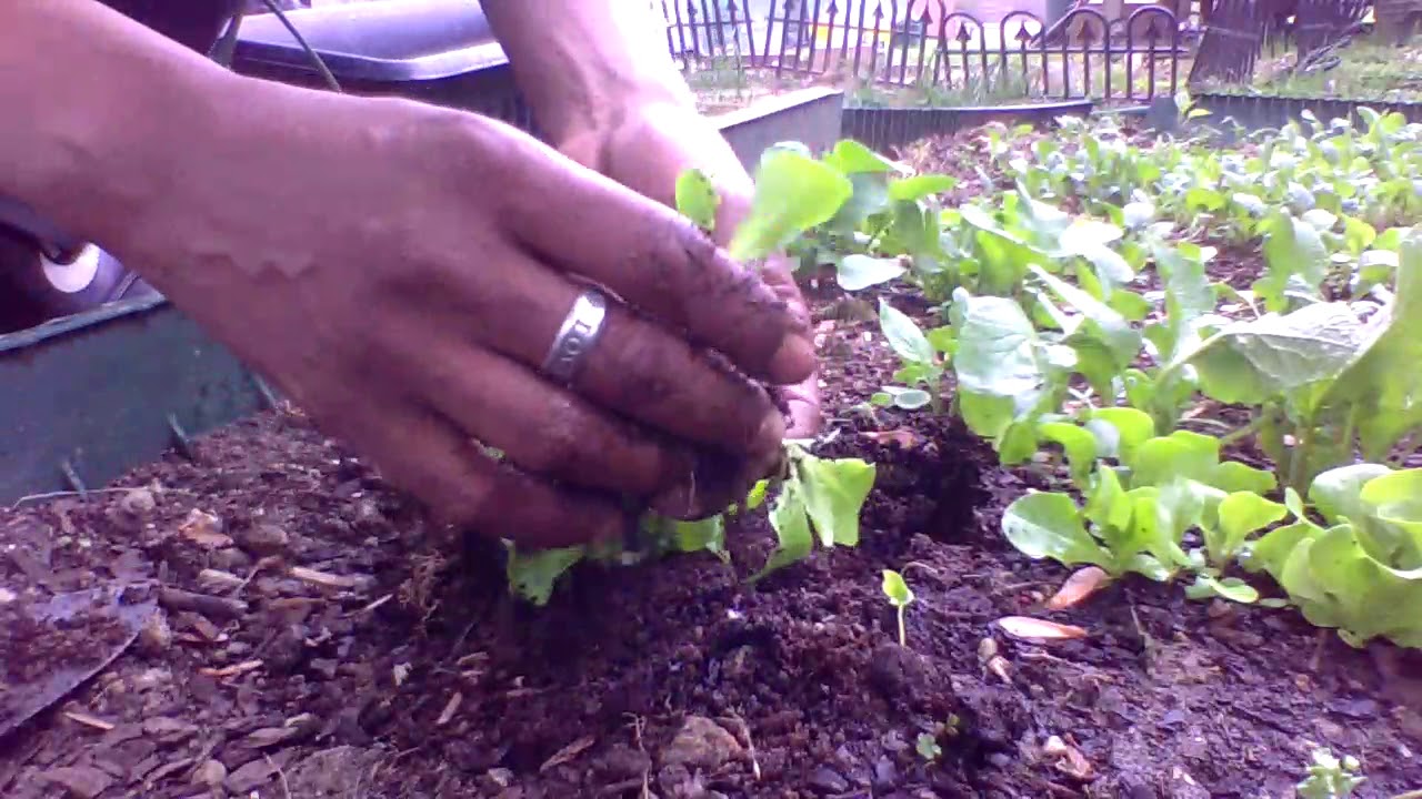 LETTUCE  How to Thin the Seedlings  Gardening For Beginners  Cheap & Easy  Corona Virus Help2020