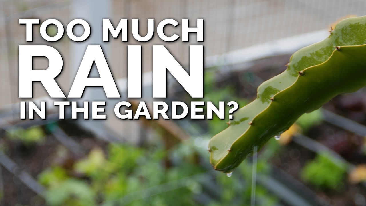 5 Tips to Save Your Vegetable Garden After Too Much Rain