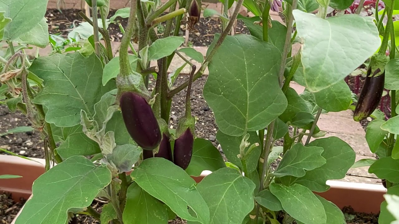 Amar Shoker bagan My Bangladeshi vegetable garden UK   How to save and Store vegetable seeds  Tips