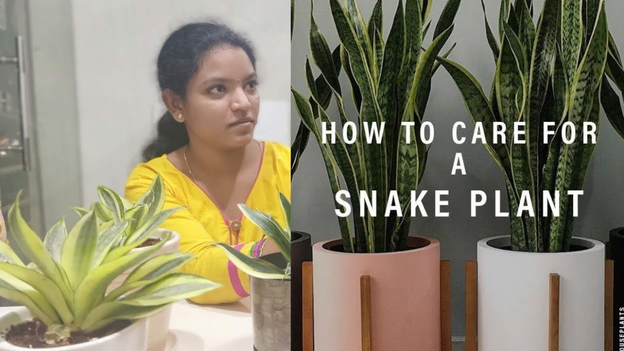 Snake plant  (Sansevieria) Care & Tips Telugu || AirPurifying || Indoor Gardening|| OXYGEN Gardening