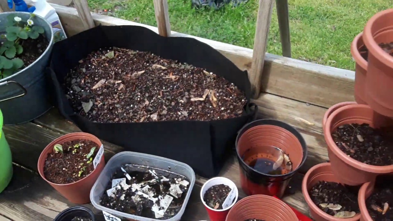 Easy Gardening For Beginners 2020  Grow FOOD NOW! What to plant in April  START SEEDS You Have!