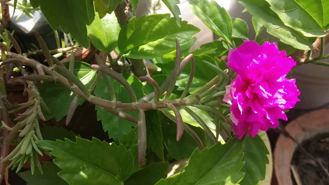 Gardening ideas and care tips