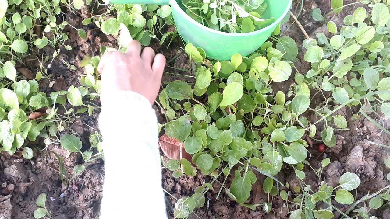 Processing the flower garden into a vegetable garden
