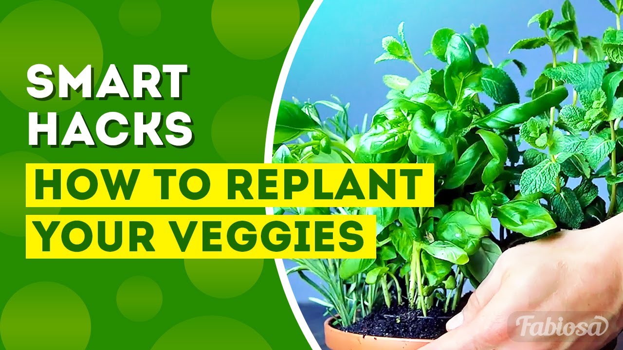 SMART HACKS HOW TO REPLANT YOUR VEGGIES