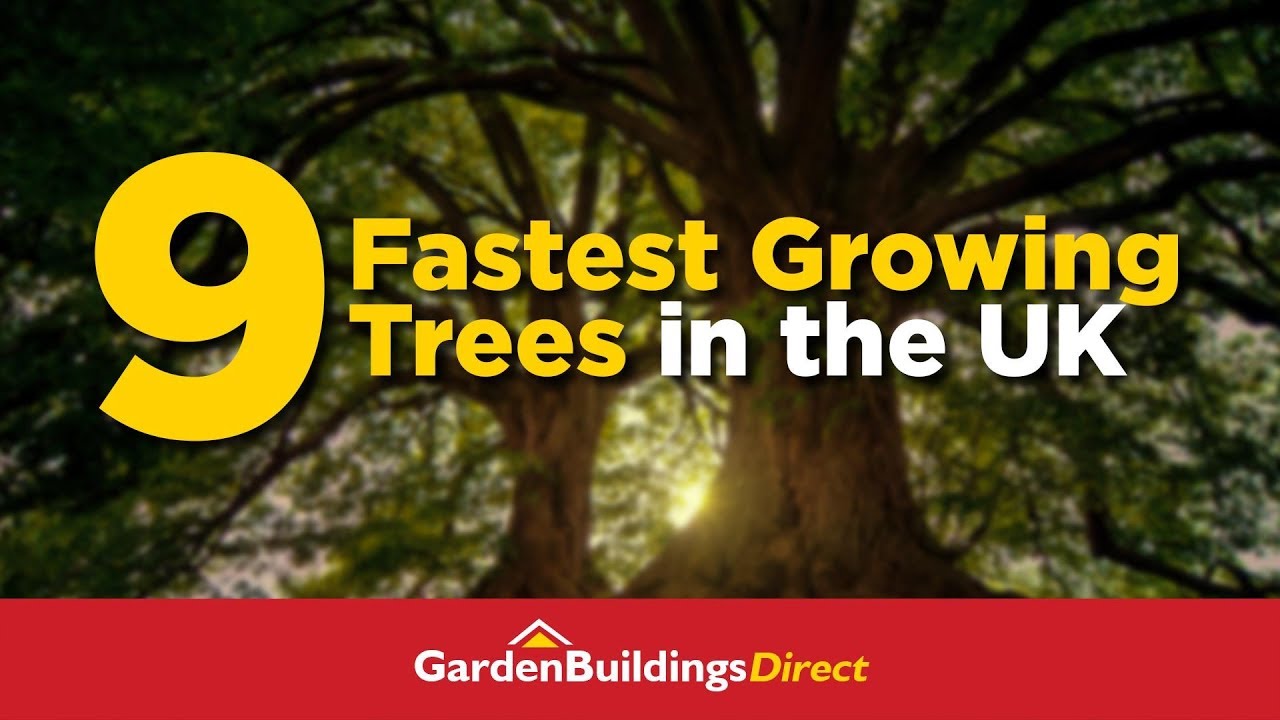 9 Fastest-Growing Trees In The UK  Gardening Tips For Beginners And Experts In The UK