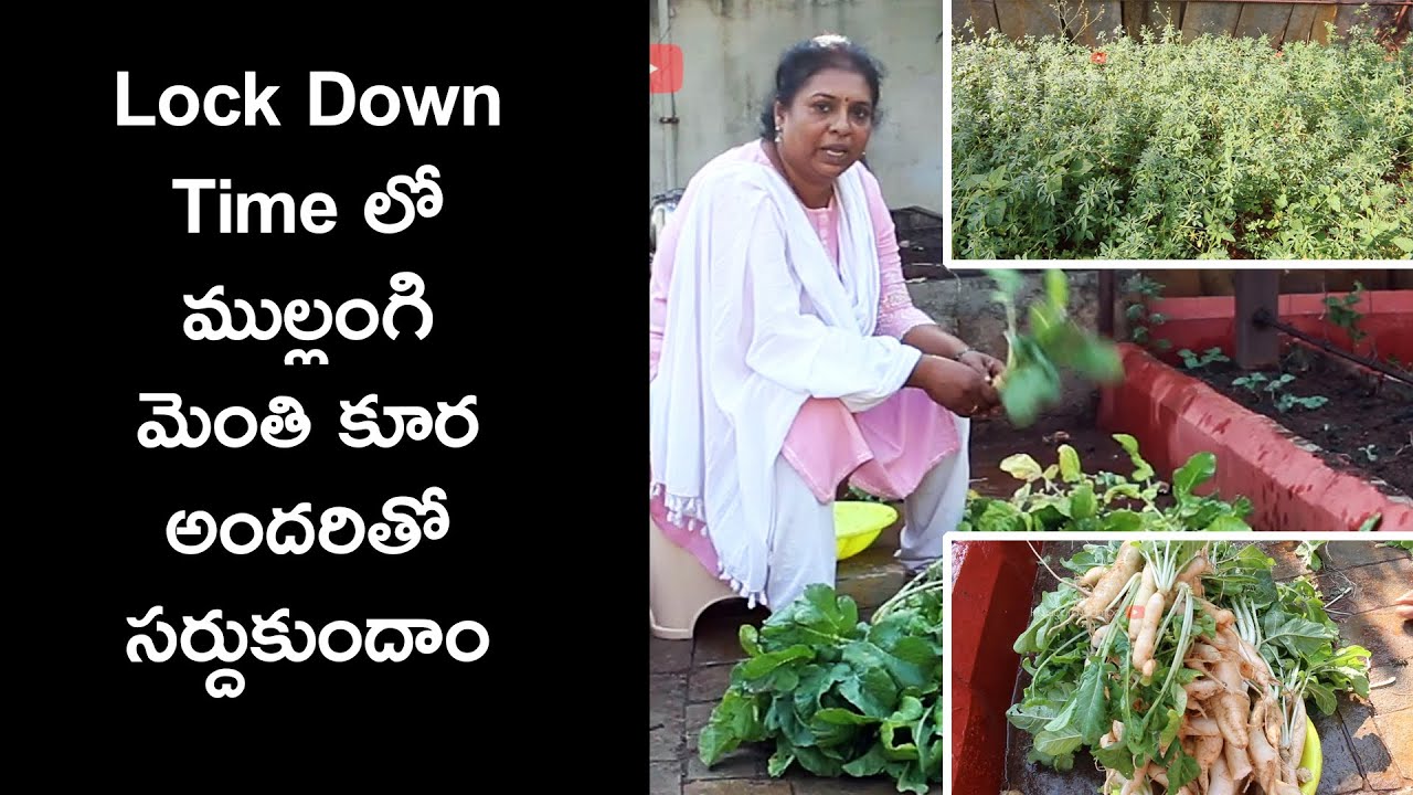 Vegetables Harvesting / Vegetable Garden / Kitchen Garden / Self Sufficient Leafy Vegetables