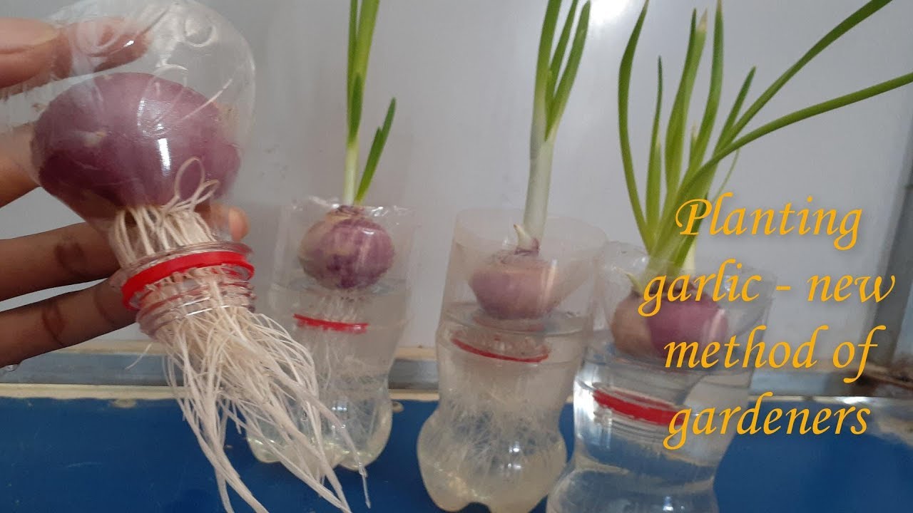 onion garden, onion, grow onion, Plastic Bottles