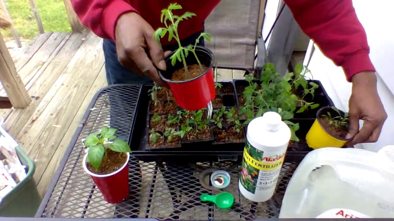 WATERING SEEDS  Gardening For Beginners  When to fertilize your seedlings  DO NOT OVER WATER!