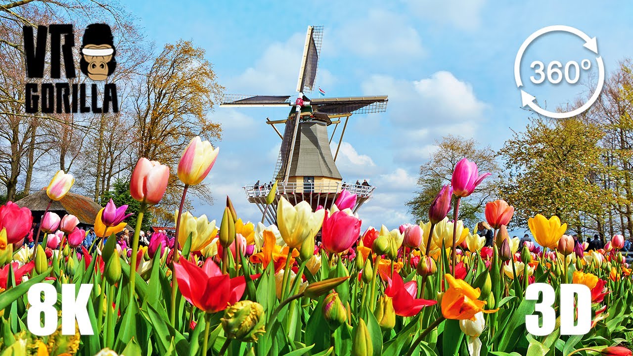 Keukenhof Flower Garden of Europe Guided Tour in 3D (8K 360 VR Video)