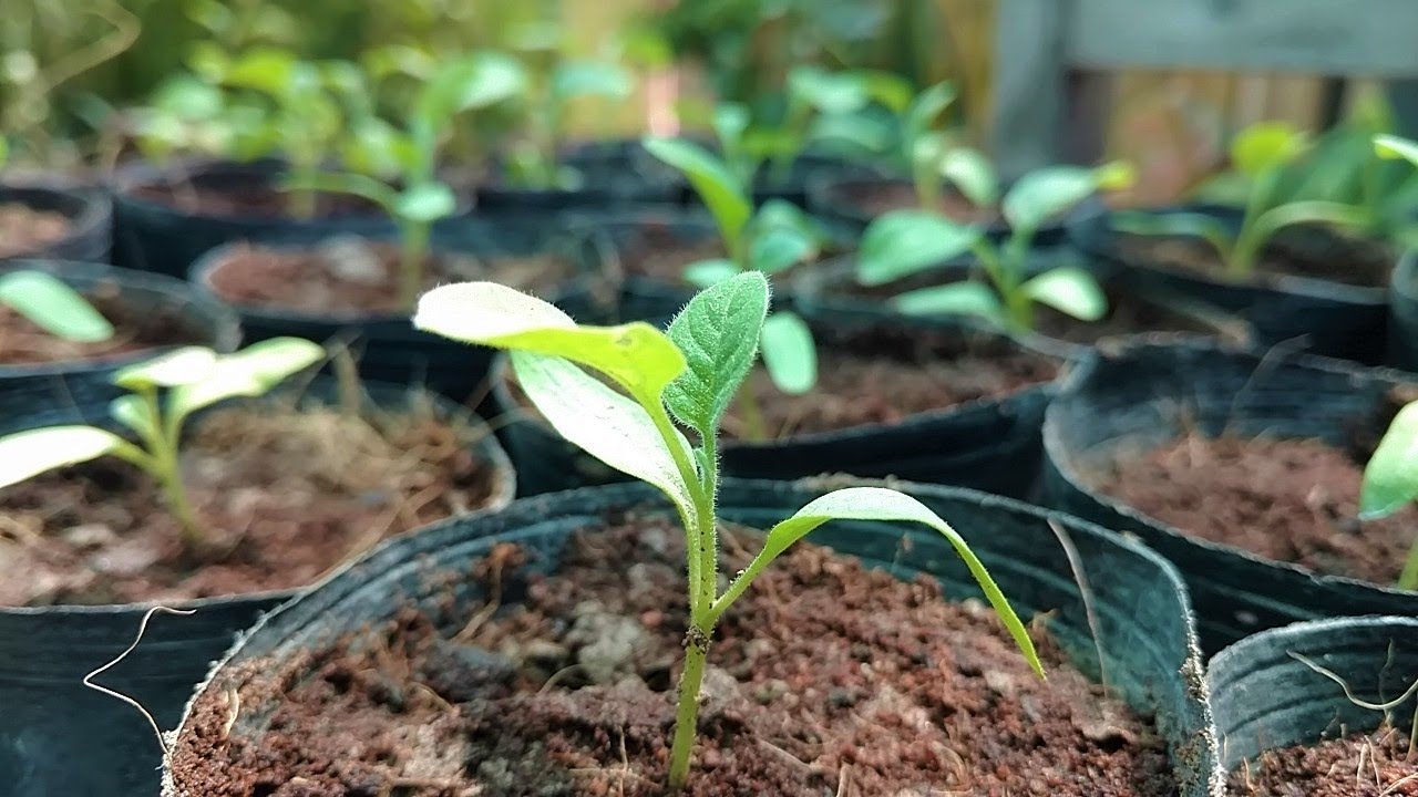 Vegetable Plants Ko Kab and Kese Transplant Kya Jay (Kitchen Gardening)