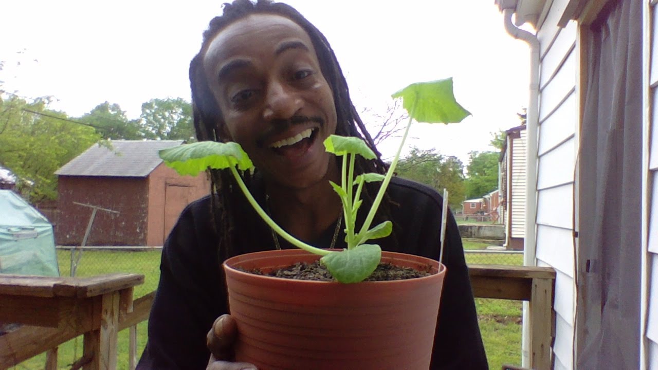 CUCUMBERS  How To Grow Them Upright  FREE TRELLIS  Gardening for Beginners 2020  Covid Help Now