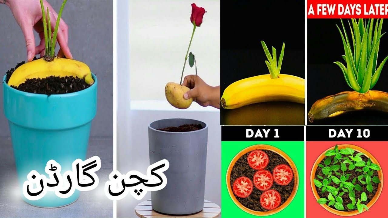 27 Gardening hacks Easy ideas , Genious Gardening Tips & Tricks