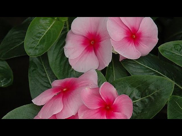 Summer beautiful flowers ll care and fertilizers ll