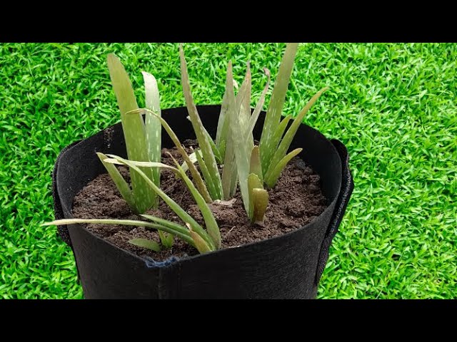How to Grow Aloe Vera Plant Perfectly by Kitchen Gardening