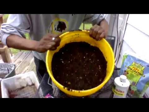 GARDENING IN 5 GALLON BUCKETS  Cheap & Easy For Beginners  Dollar Tree Soil  Container Planting