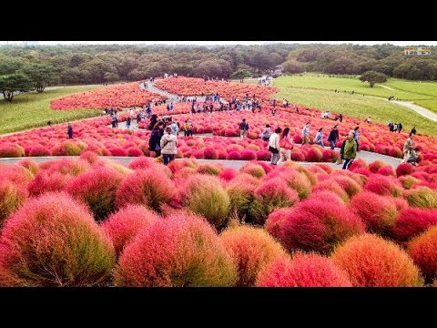 Top 10 Most Beautiful Flower Gardens in Japan