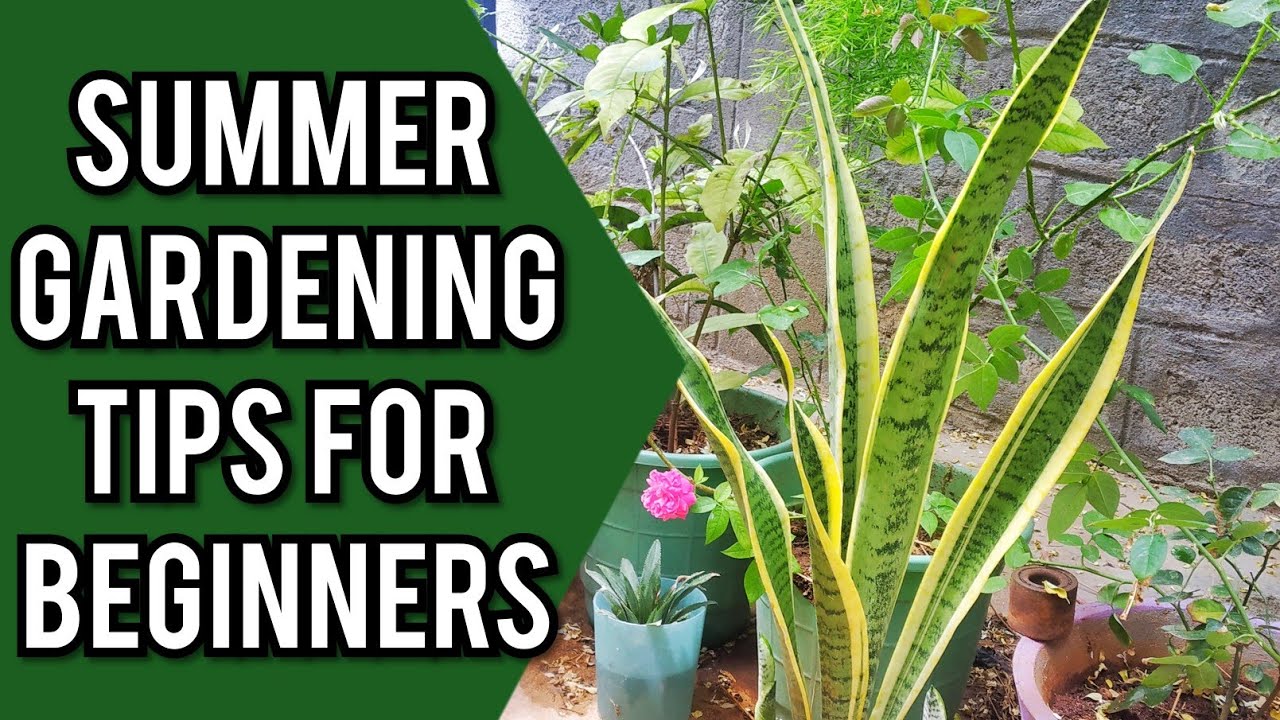 8 IMPORTANT SUMMER GARDENING TIPS for Beginners | Must Watch