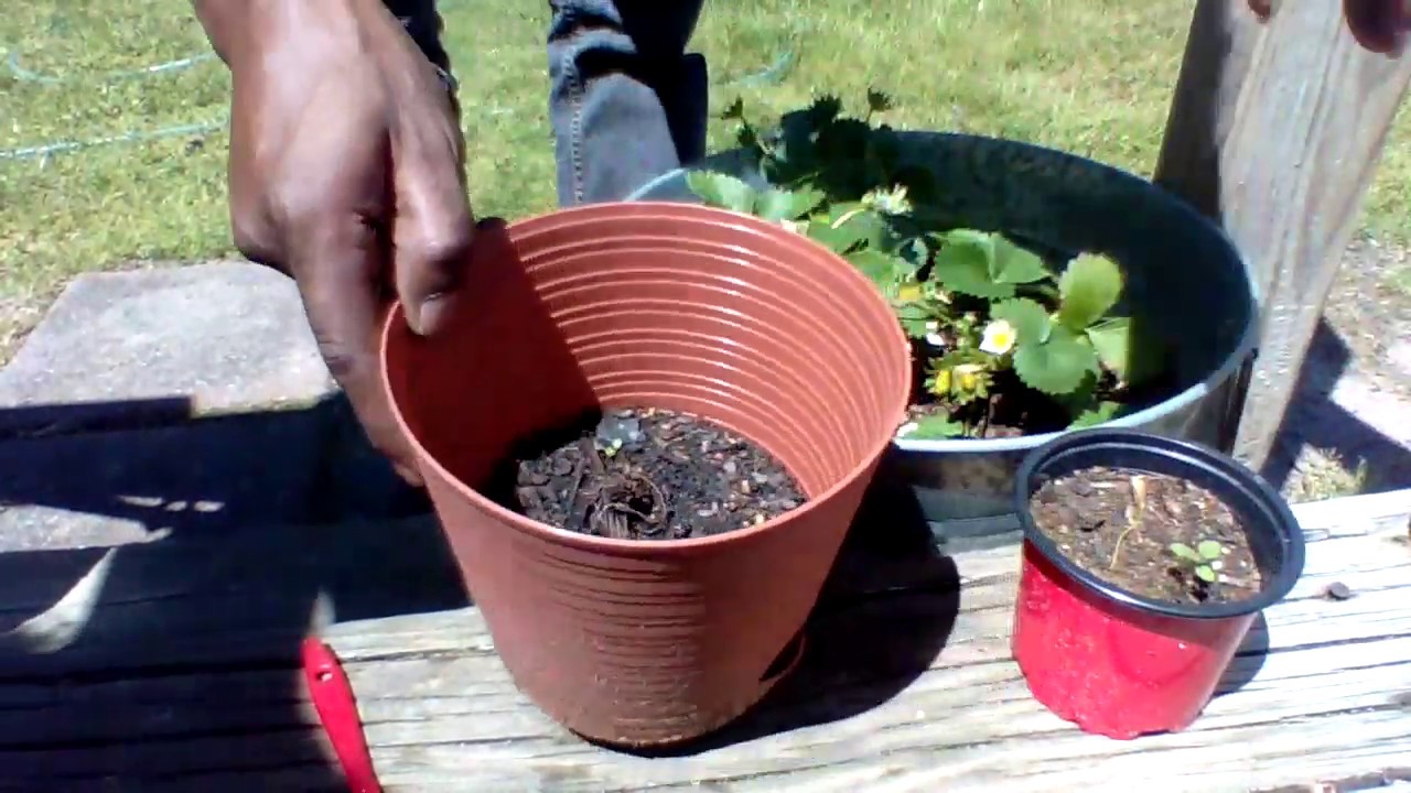 STRAWBERRIES  FROM SEED TO FRUIT  How to Grow Berries  Gardening For Beginners  Corona Help Now!