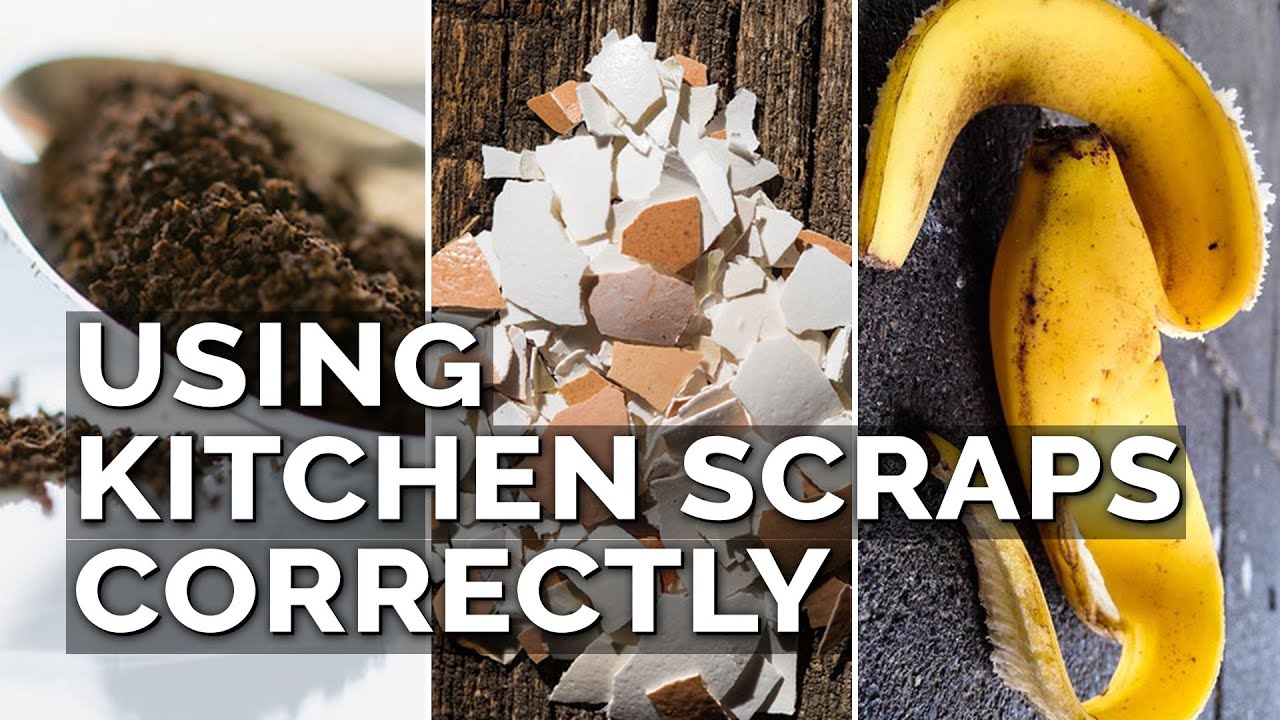 How to Use Eggshells, Banana Peels, and Coffee Grounds in the Garden