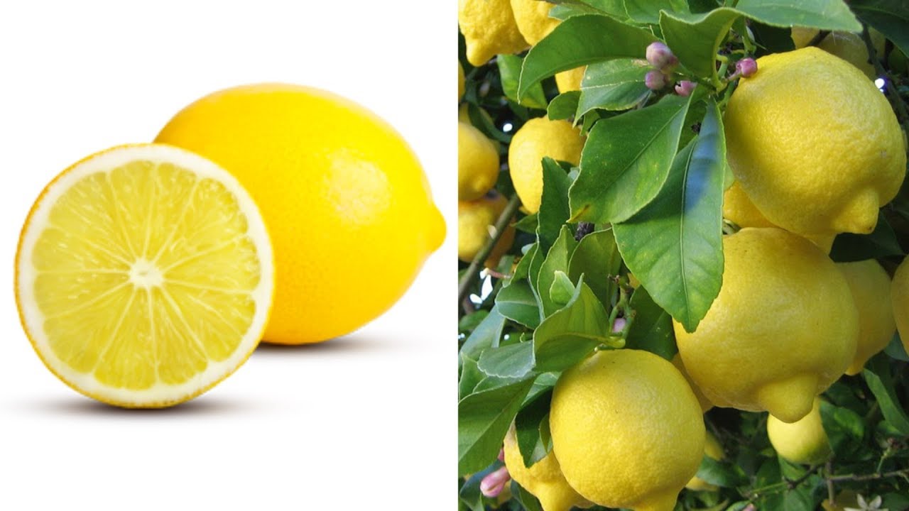6 Indoor Gardening Hacks youll Want To Know For Healthy Growth