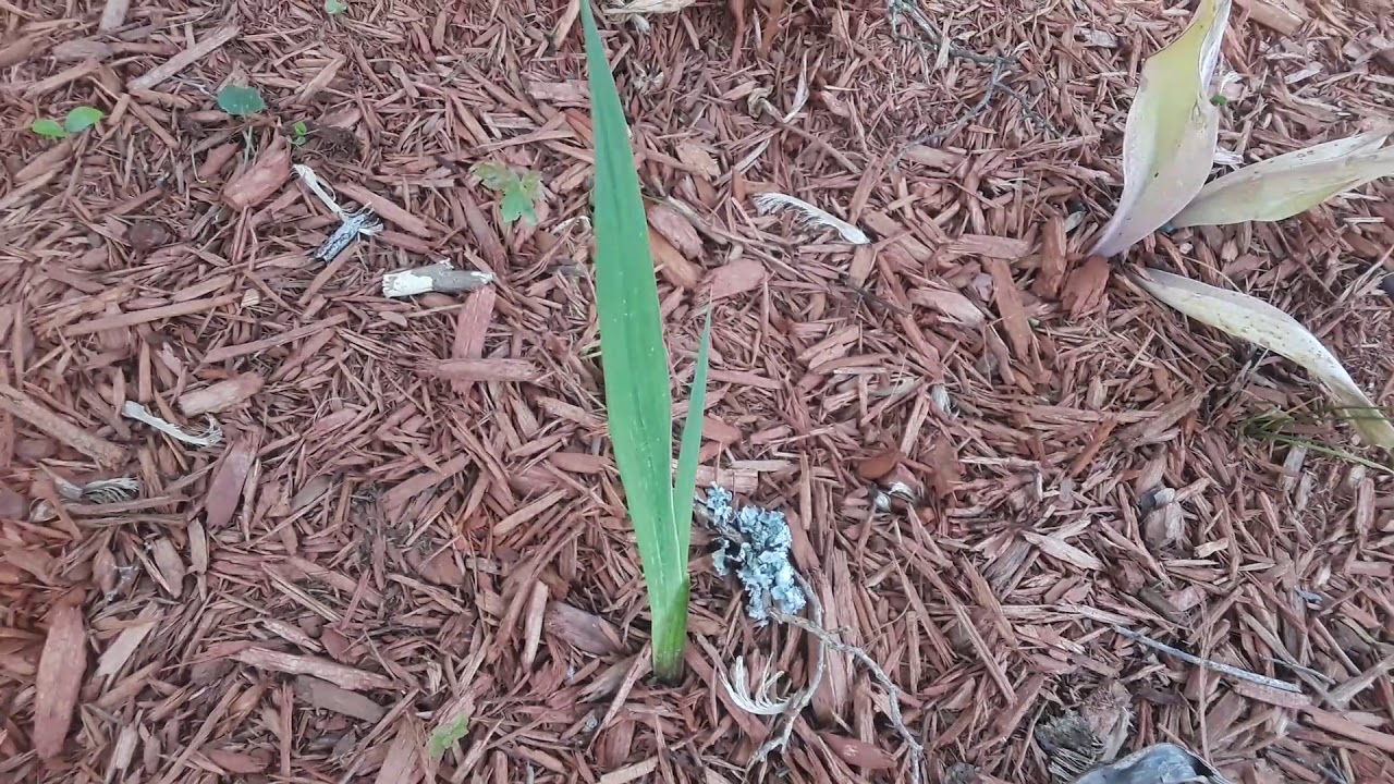 DOLLAR TREE WILL HOOK YOUR GARDEN UP!!!!  UPDATE! GARDENING FOR BEGINNERS 2020  CHEAP AND EASY WAY