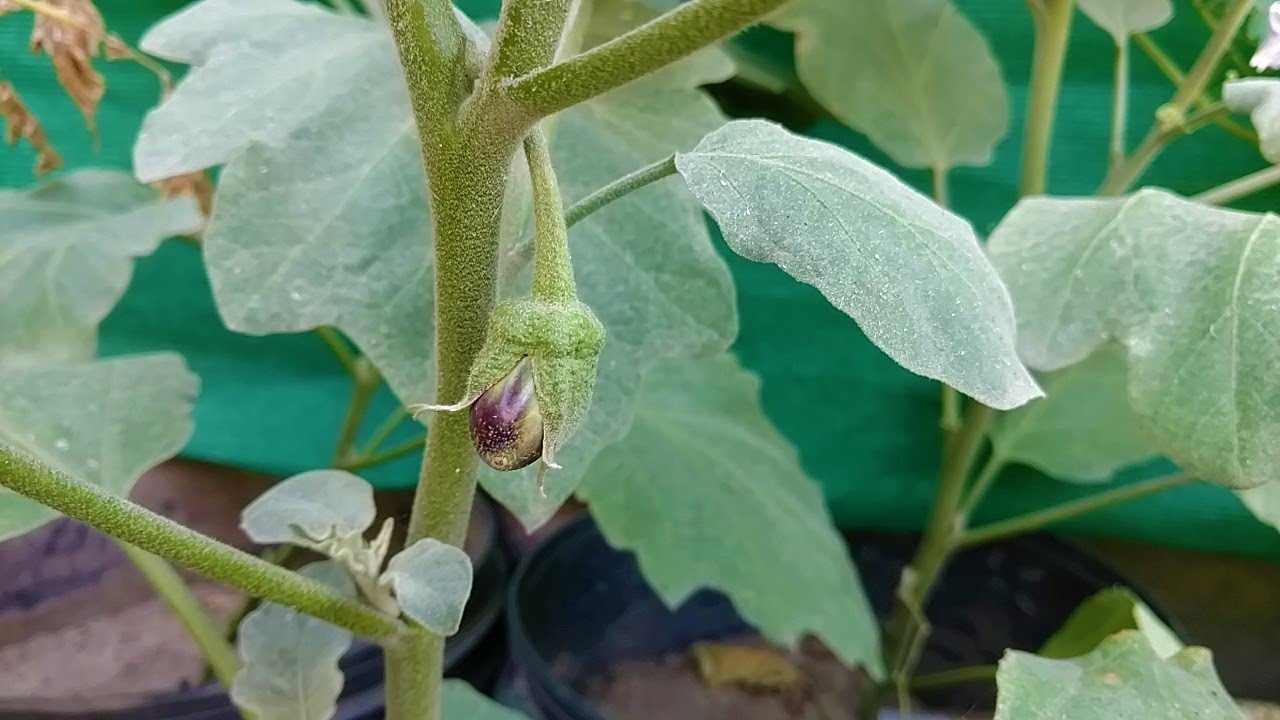 Organic Gardening Ka Maza With Vegetable Update