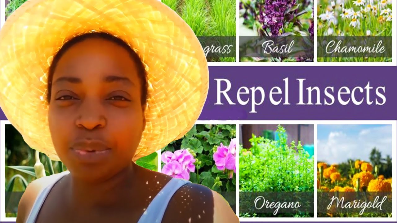 We Plant Bug Repelling Flowers & Herbs | Gardening Hacks
