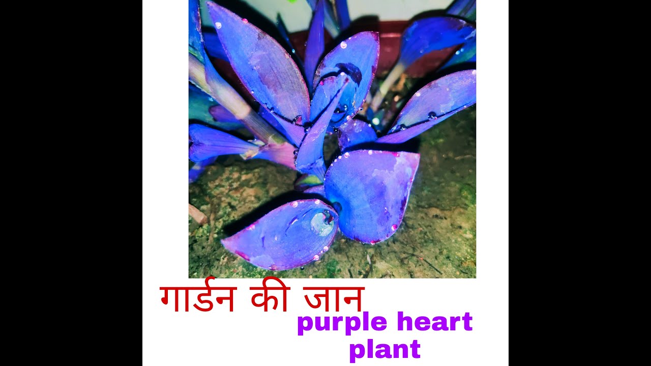 How to grow and care (PURPLE HEART PLANT ) GARDENING HACKS