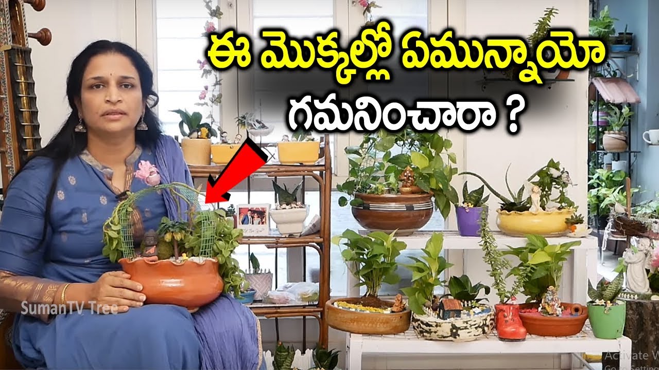 Top Beautiful Gardening Ideas Telugu || Medicinal Plants || Grow Plants at Home || SumanTV Tree