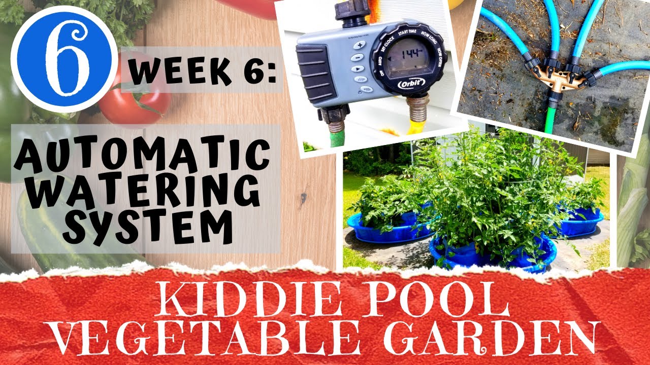 KIDDIE POOL VEGETABLE GARDEN  Week 6: Irrigation System Setup & Pest Control | Container Gardening