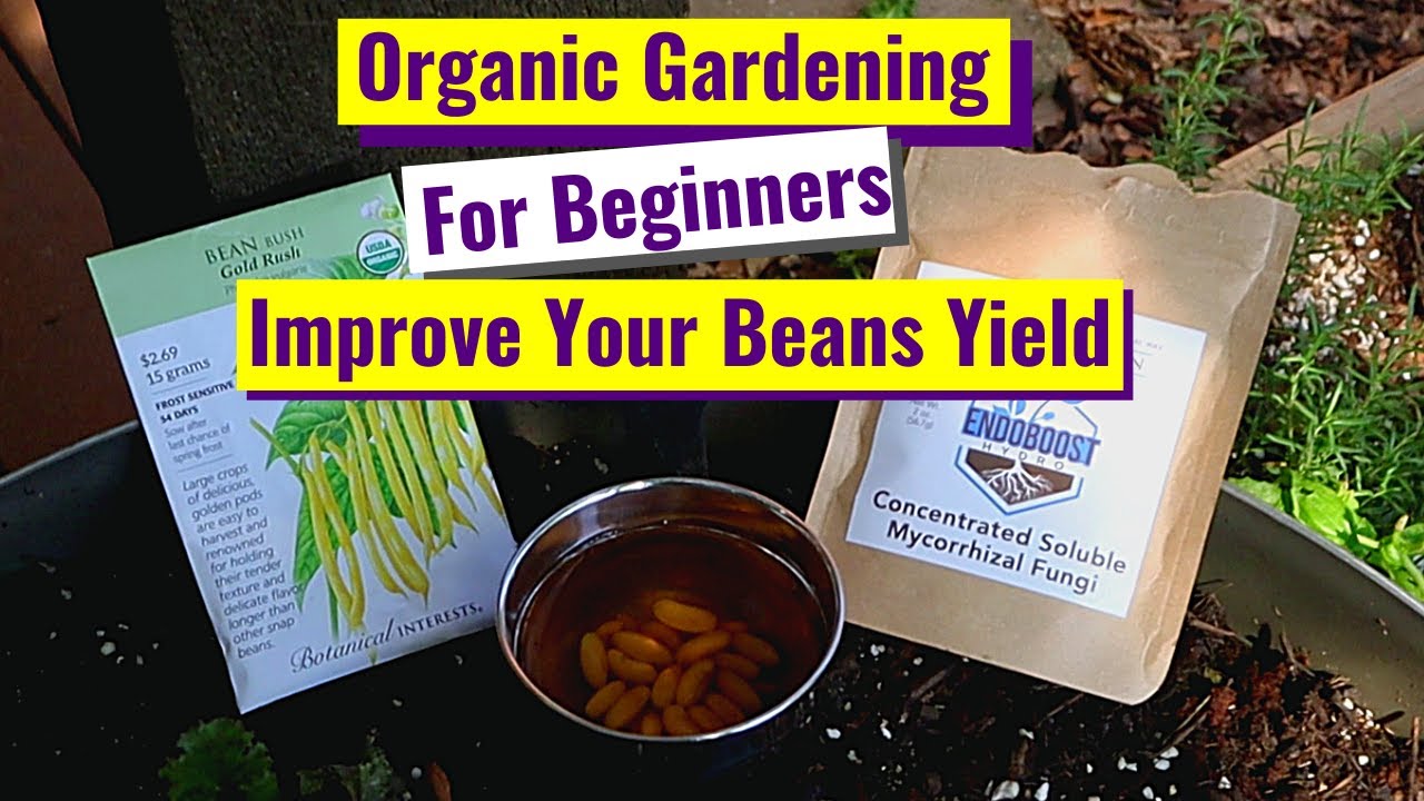 Organic Gardening For Beginners | Improve Your Beans Yield