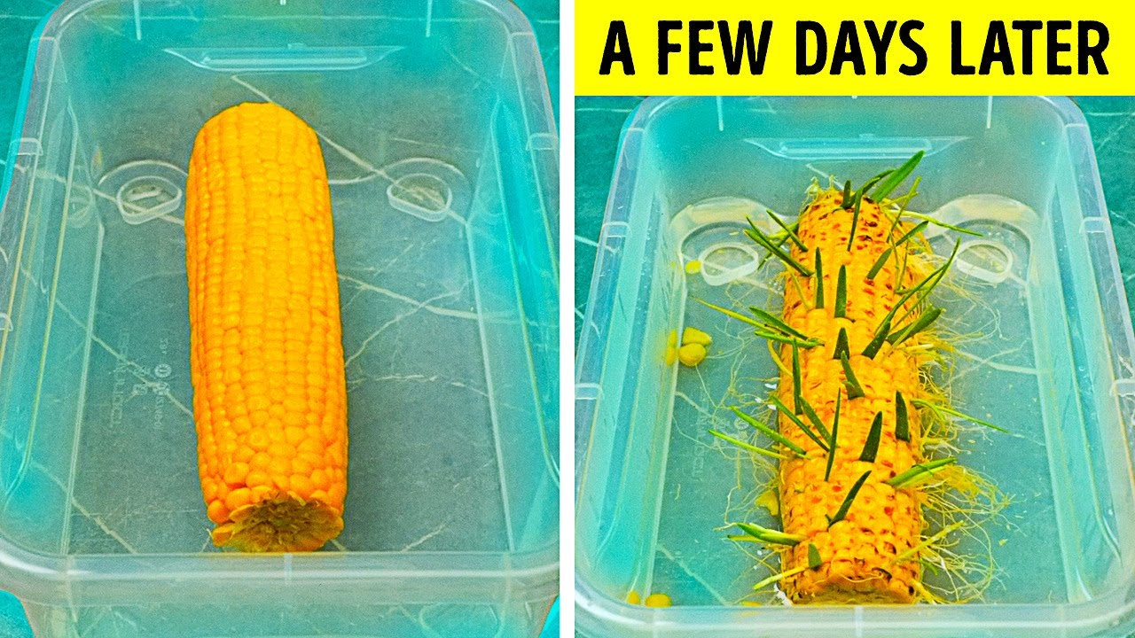 31 PLANT HACKS FOR YOUR HOME GARDEN