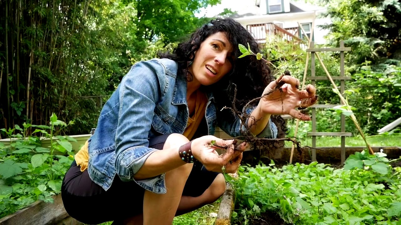 Beginner Gardening Tips- Pt 1, Roots & Starts