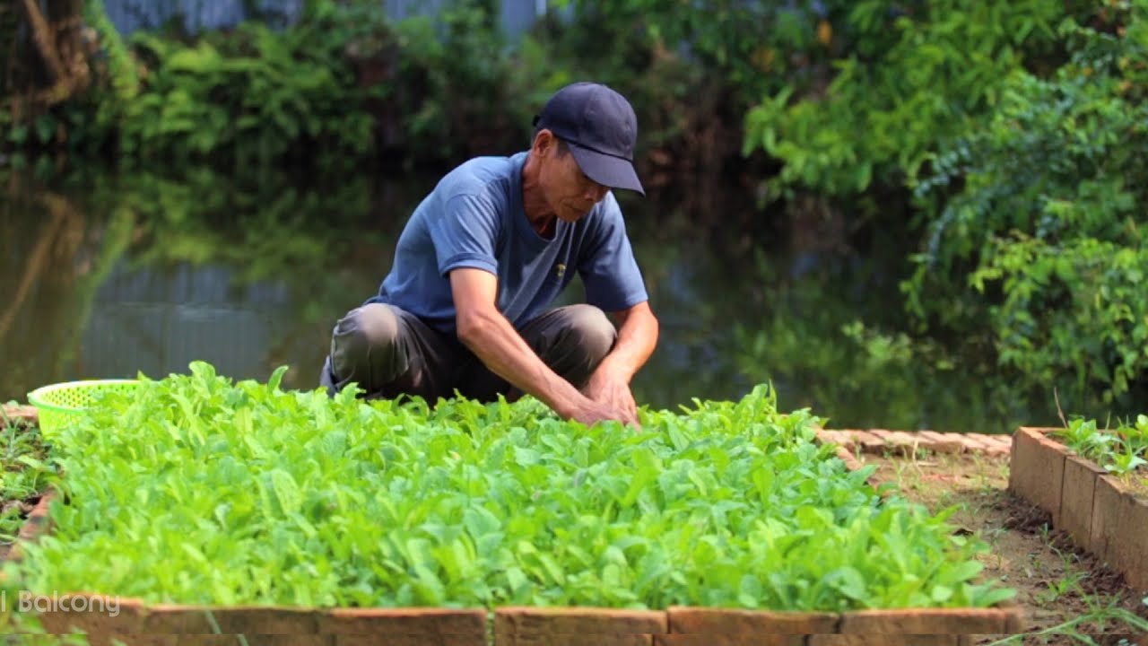 DIY Raised Garden Beds Cheap and Easy, Vegetable Garden Plans for Beginners