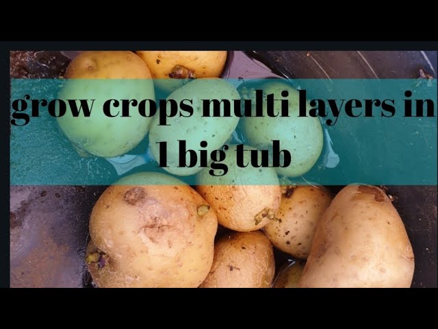 Vegetable container gardening for beginners