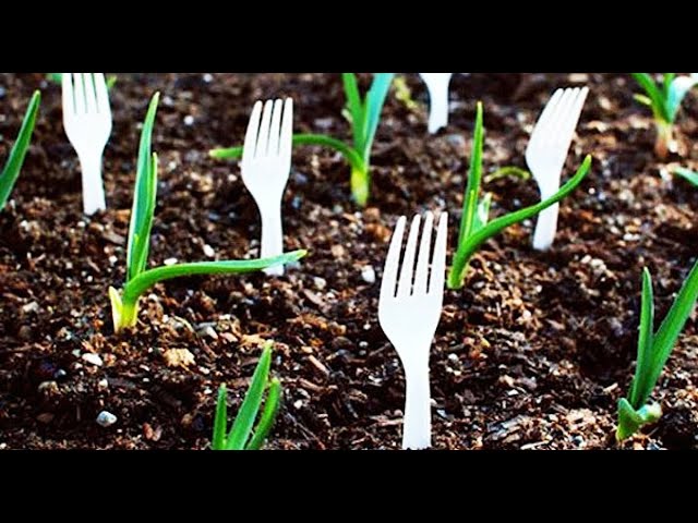 10 Gardening Hacks Thatll Change the Way You Garden Forever