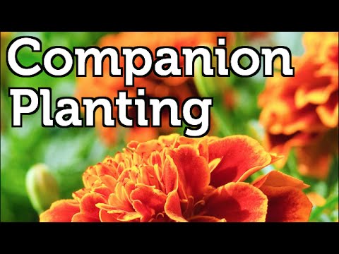 Companion Planting for Beginners