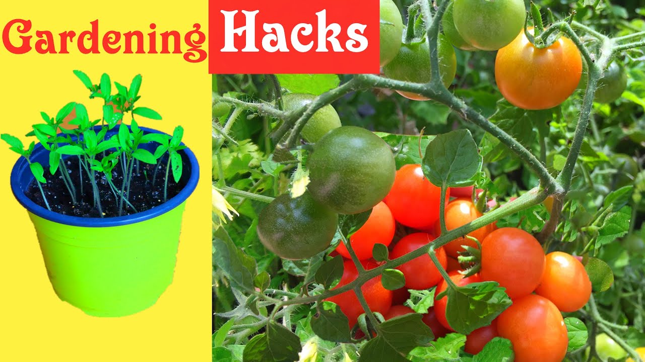 8 GARDENING HACKS ARE VERY USEFUL AND VALUABLE YOU CANNOT IMAGINE  LIFE HACKS