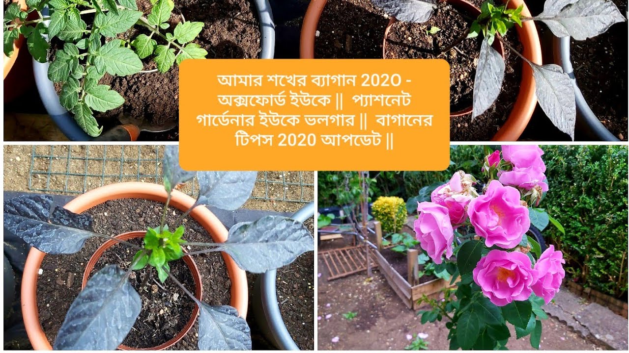 Amar Shokher bagan 202O  Oxford UK || Passionate Gardener UK Vlogger || Garden tips 2020 update ||