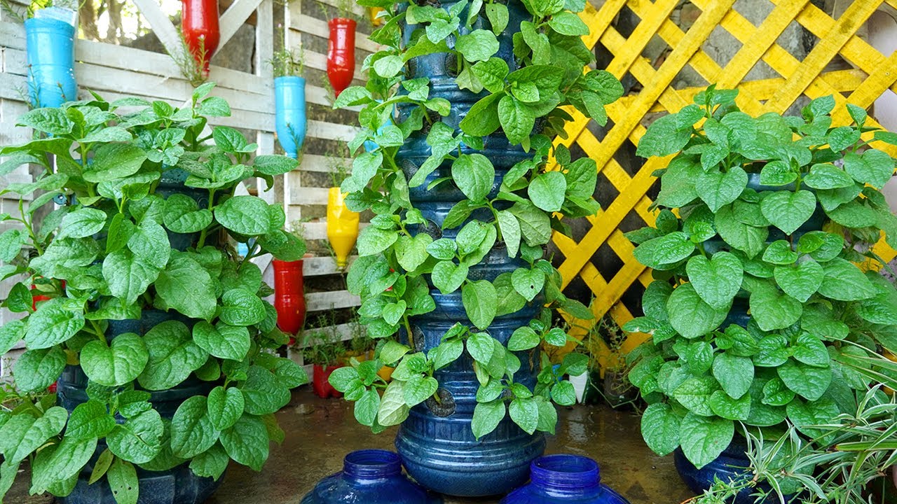 Recycle Plastic Bottles into Vertical Vegetable Garden at Home