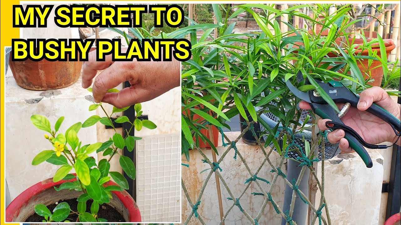 How to Make Plants Bushy || 2 Tips for Bushy and Healthy Plants || Fun Gardening